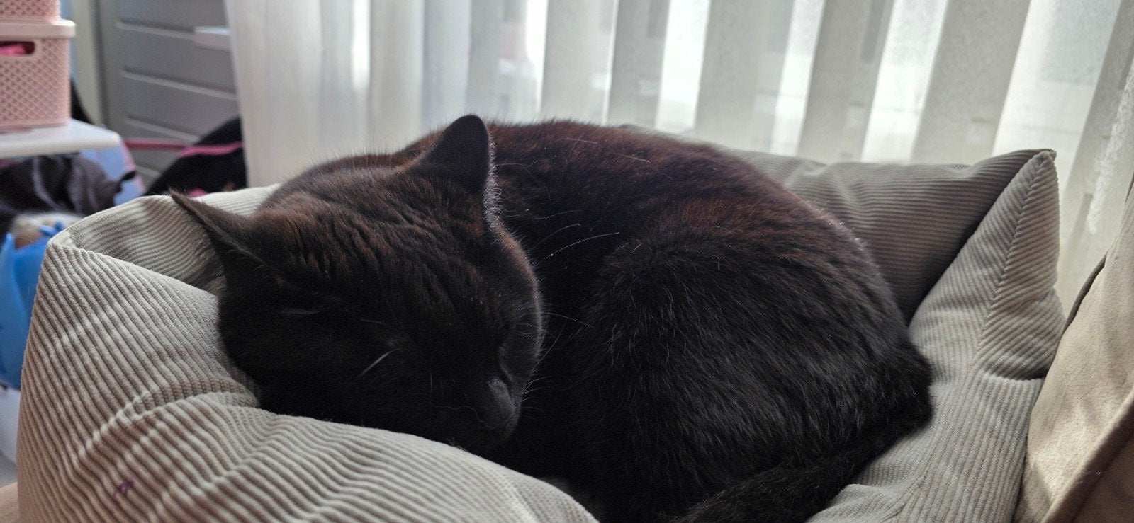 Europese korthaar poes zoekt gouden mandje, Dieren en Toebehoren, Katten en Kittens | Overige Katten