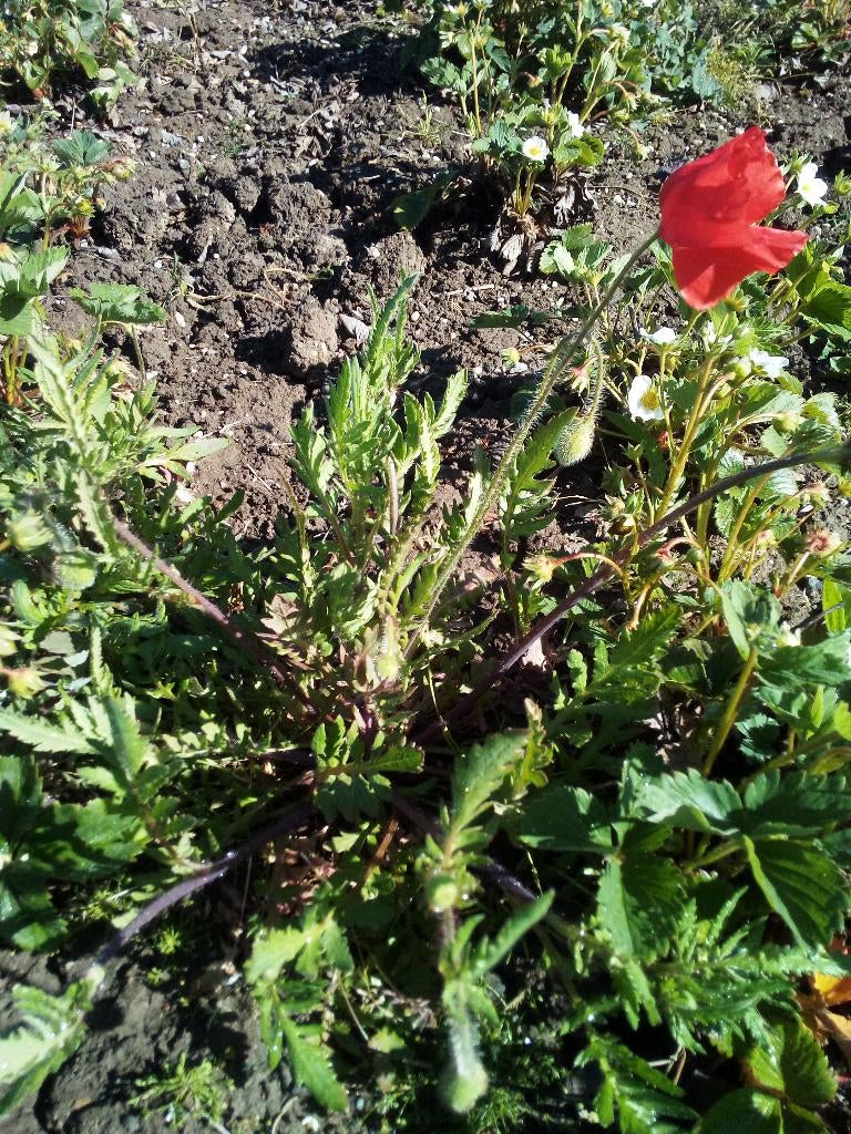 klaproos rood  biologisch gekweekt  zaad, Overige soorten, Volle zon, Eenjarig, Ophalen of Verzenden