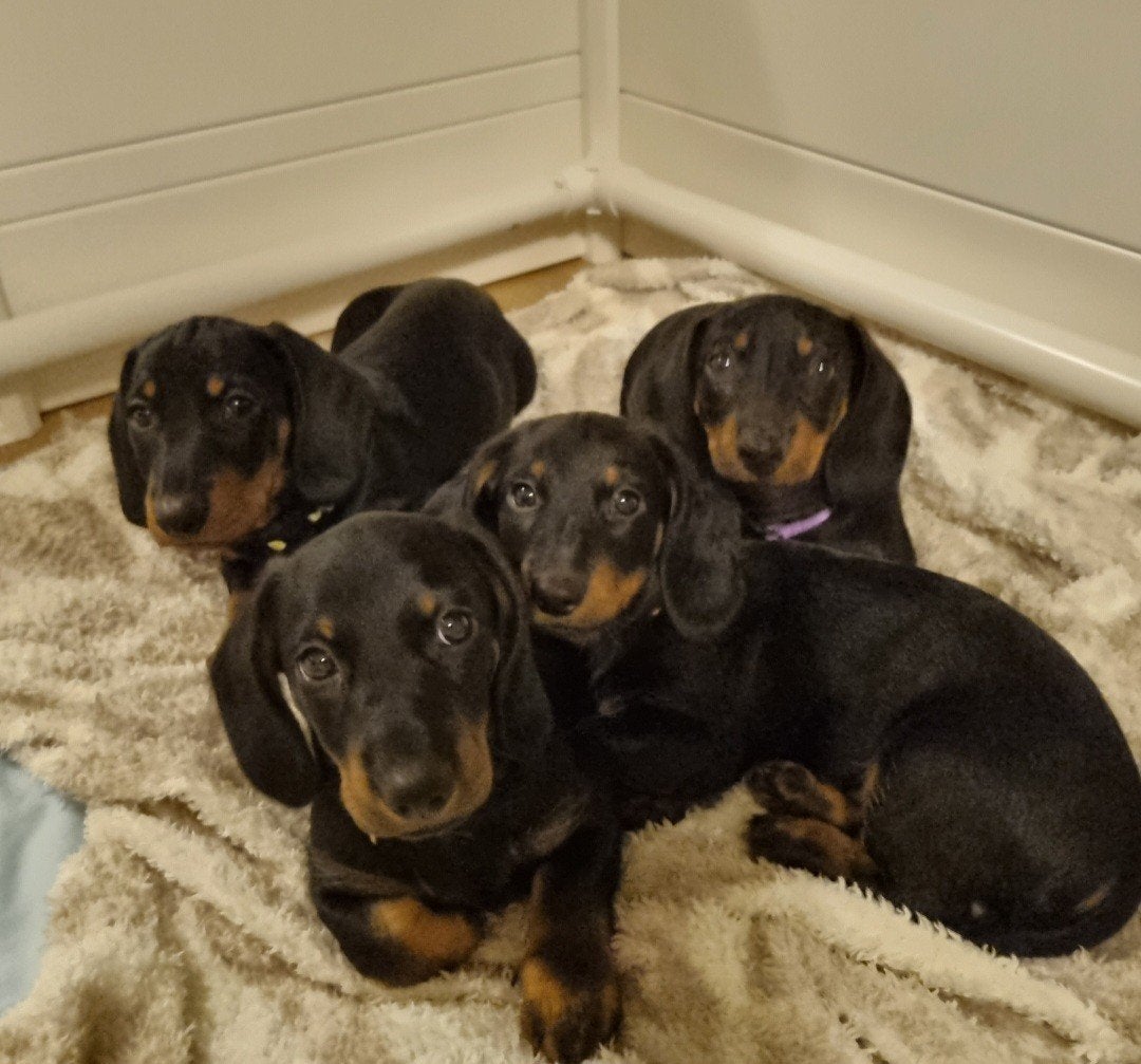Kleine Standaard  Black and Tan Puppies!, Standaard, Reu, 8 tot 15 weken, Korthaar