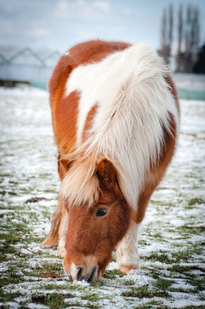 Gezelschapspony - gratis, Met stamboom, Ruin, A pony (tot 1.17m), Onbeleerd