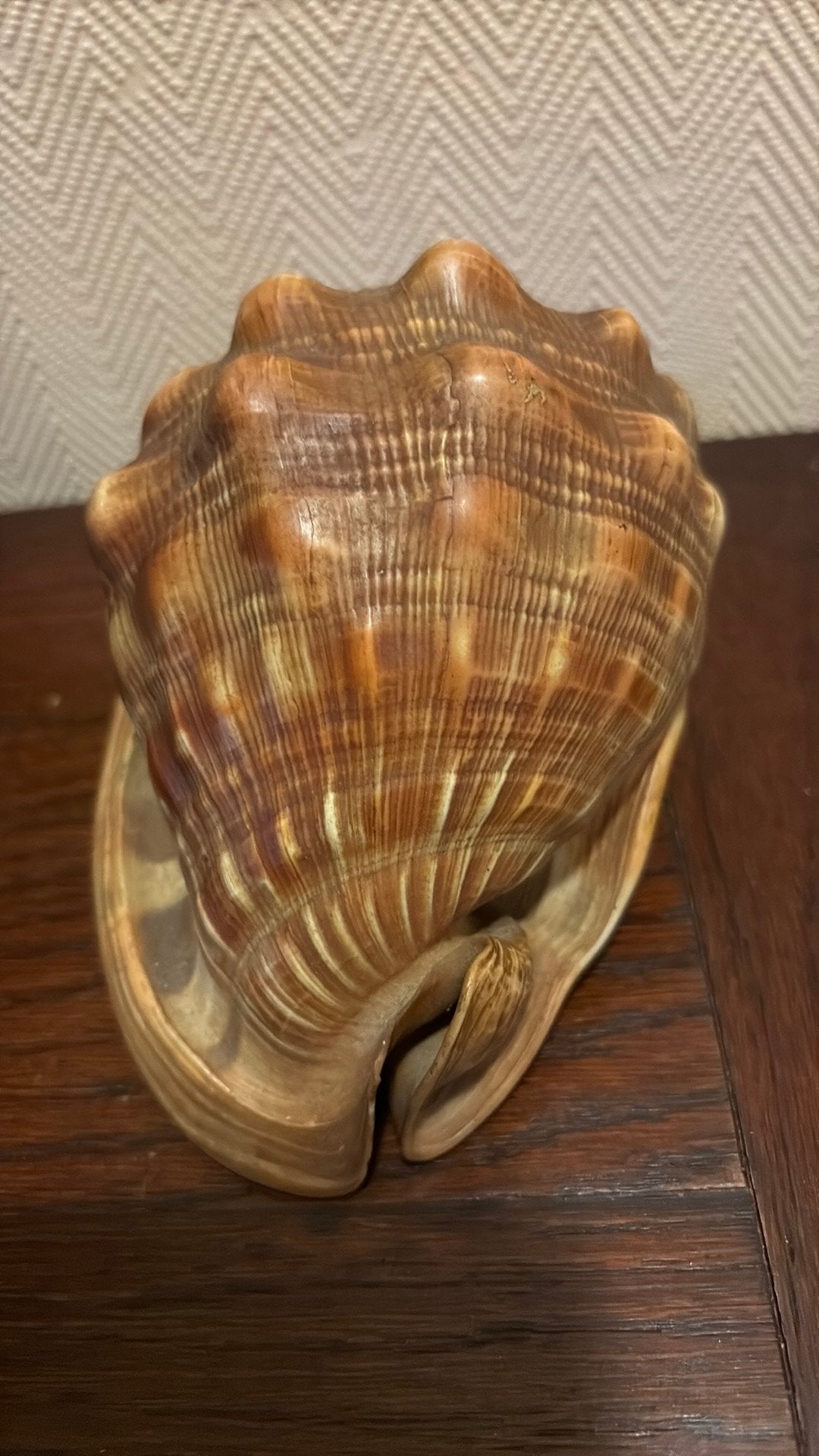 Cassis rufa Schelp – Rode Helm XXL – 14 cm –, Ophalen of Verzenden, Zo goed als nieuw, Rechthoekig, Glas