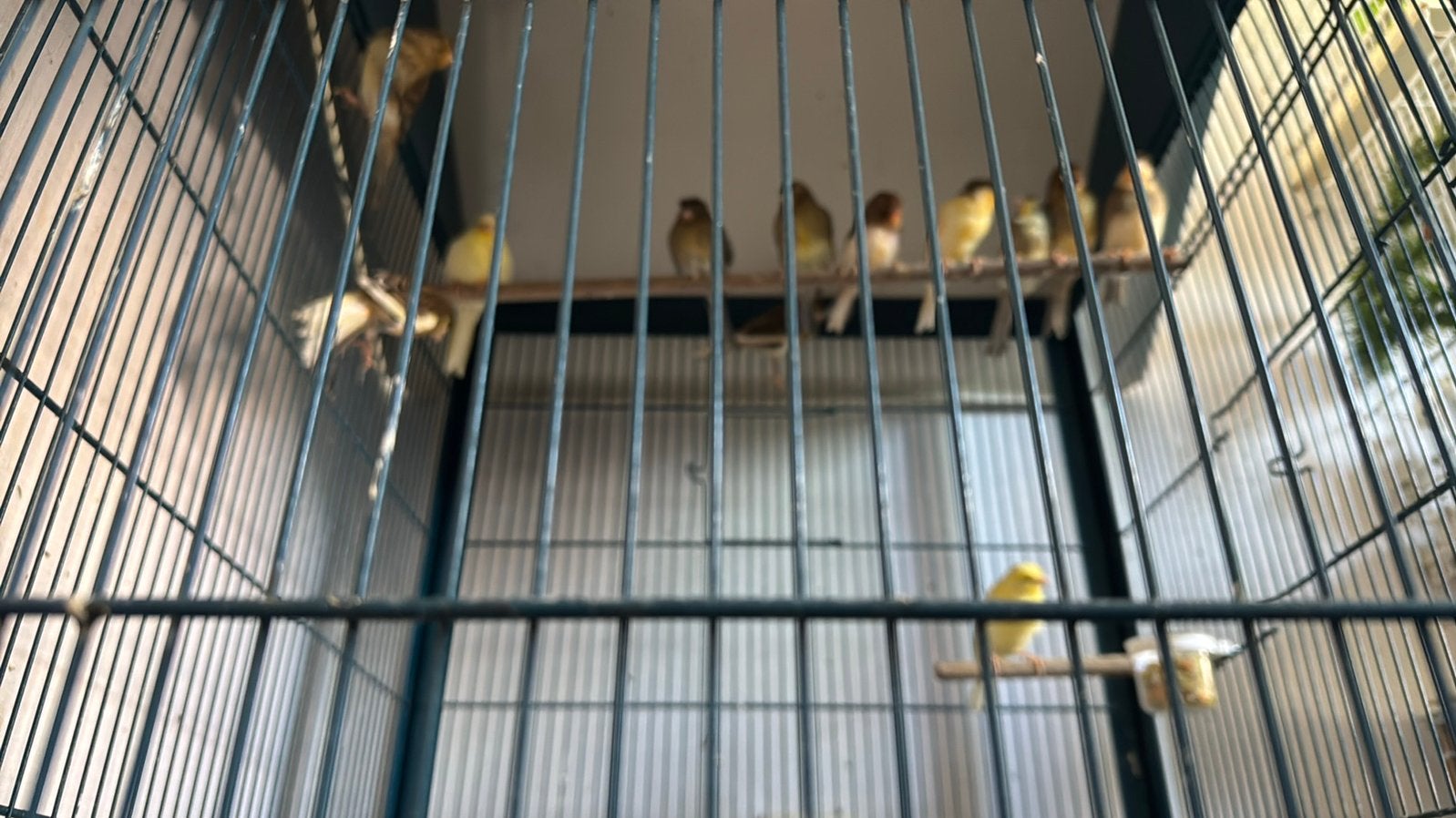 Zang kanarie, Meerdere dieren, Zangkanarie