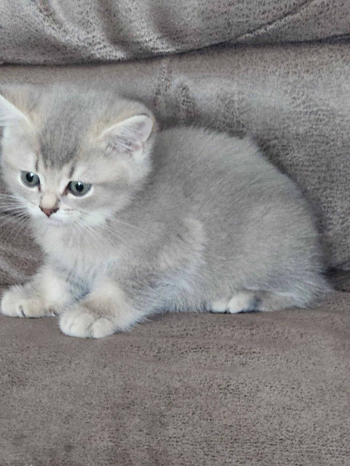 britse korthaar kittens, Dieren en Toebehoren, Katten en Kittens | Raskatten | Korthaar