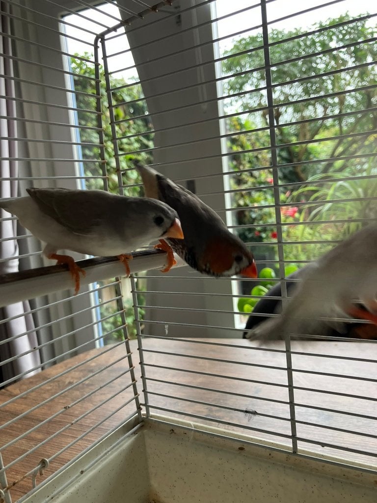 Te Koop zebravinken, Dieren en Toebehoren, Meerdere dieren, Tropenvogel, Tam