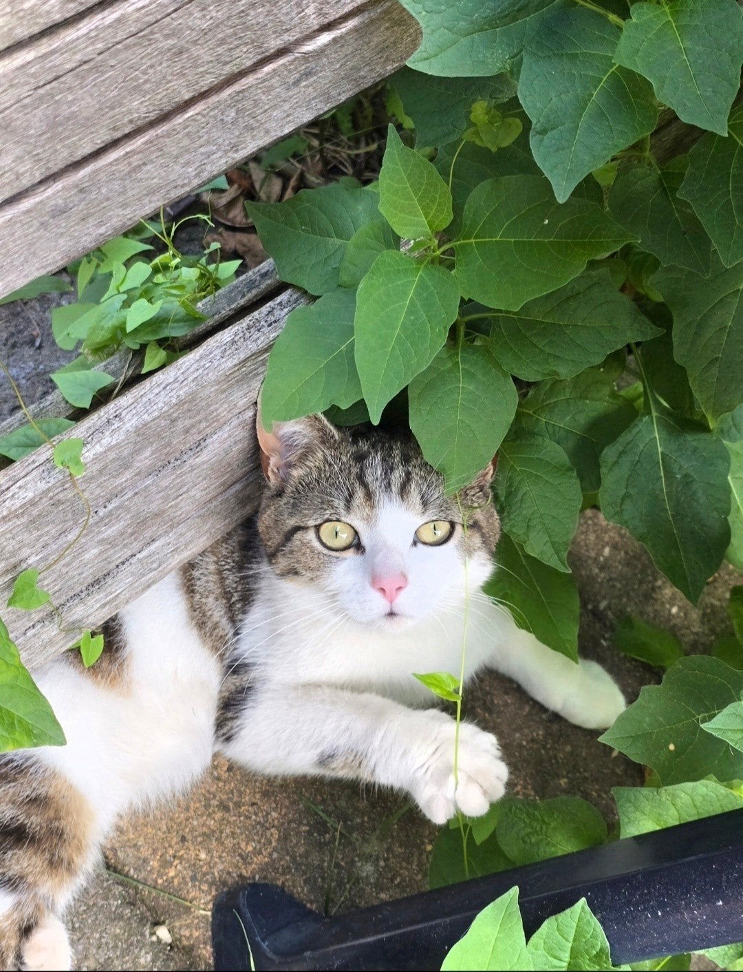 Britse korthaar Ace, Kater, Kortharig, 0 tot 2 jaar