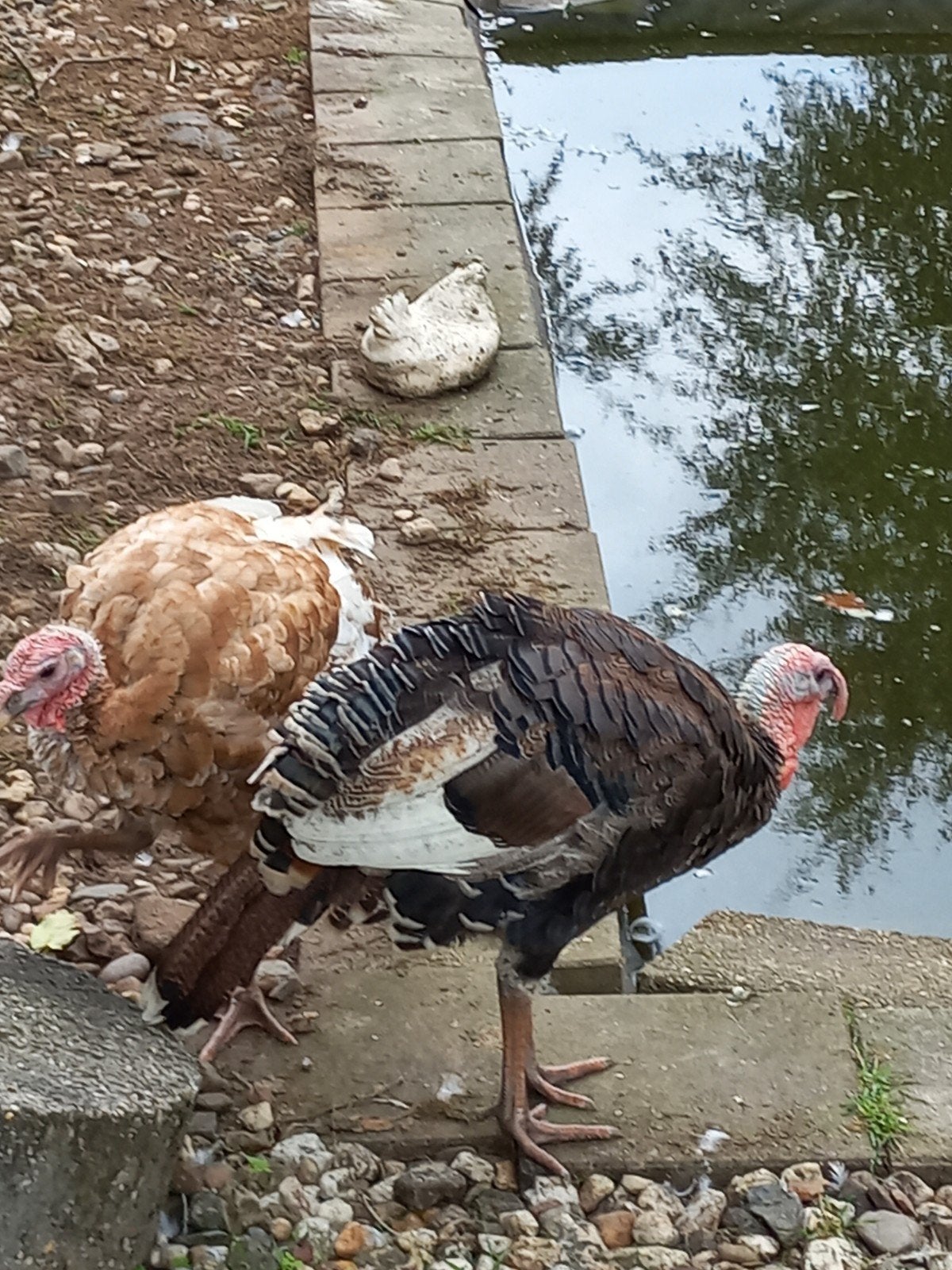 Te Koop Kalkoenen, Meerdere dieren, Kalkoen