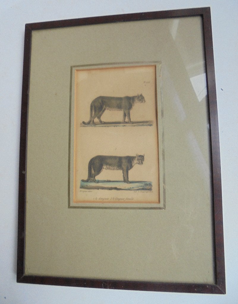 1837 Litho Poema (Cougar) Burggraaff Bruxelles (Bke-7), Antiek en Kunst, Ophalen
