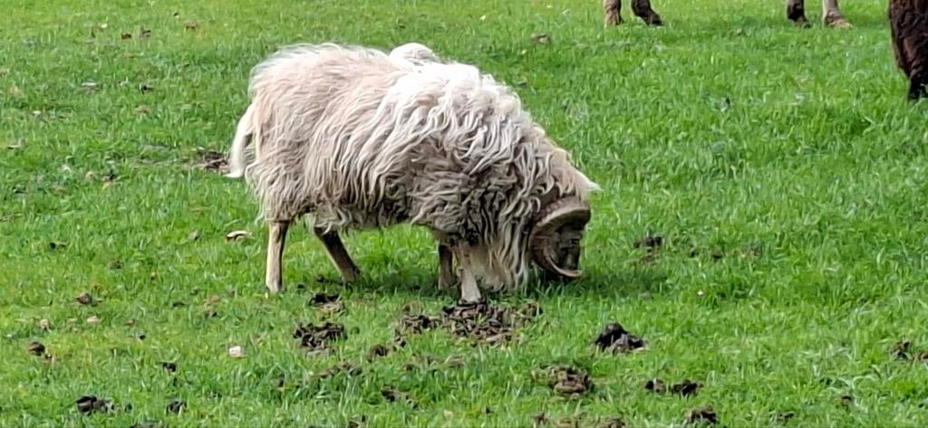 Ouessant bok, Mannelijk, Schaap