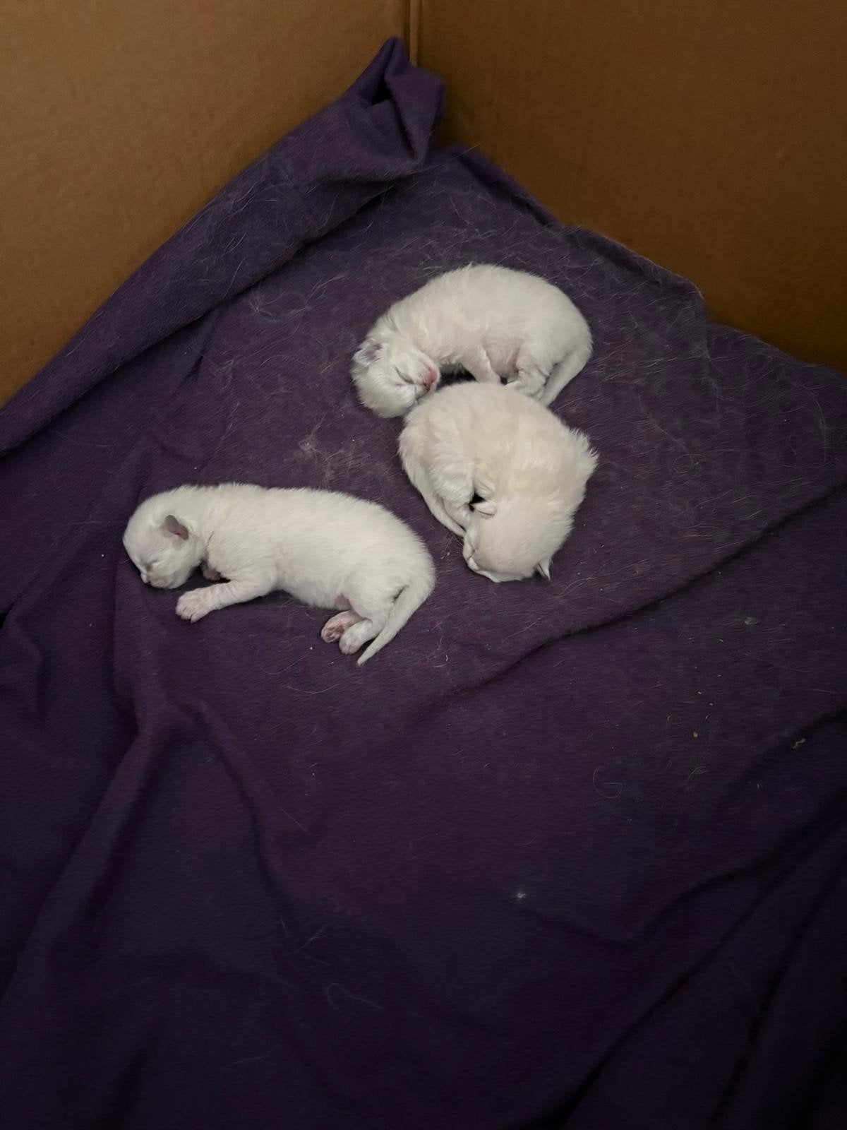 Prachtige super schattige raszuivere Ragdoll langhaar kitten, Meerdere dieren, Ontwormd, 0 tot 2 jaar