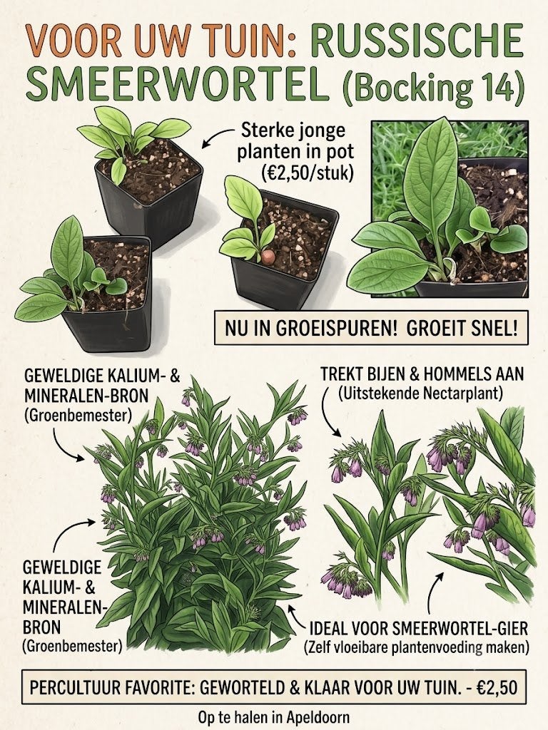 Jonge Russische smeerwortel planten in kweekpot – €2,50, Volle zon, Vaste plant, Zomer, Ophalen