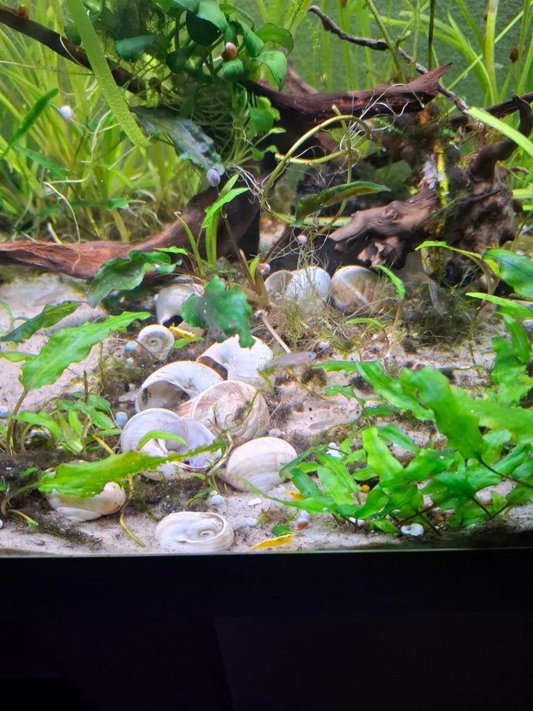 Lamprologus multifasciatus inclusief schelpen, Dieren en Toebehoren, Vissen | Aquariumvissen, Vis