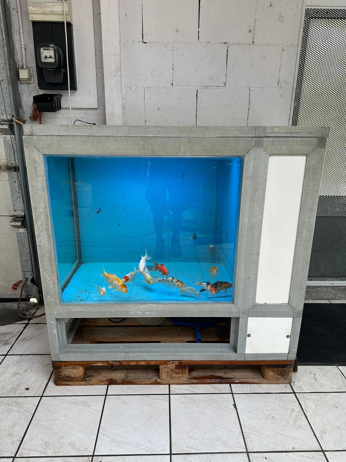 Professionele opkweekbak quarantaine bak koi 582L, Dieren en Toebehoren, Karper of Koi