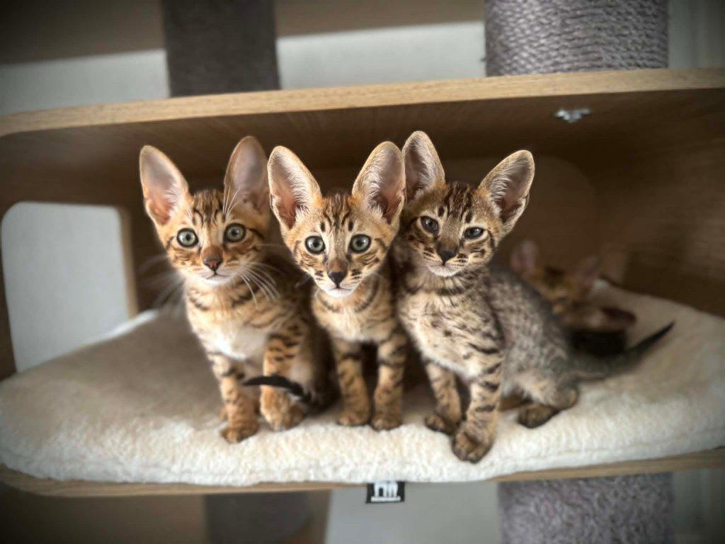 Raszuivere Savannah F6 SBT kittens beschikbaar, Dieren en Toebehoren, Meerdere dieren, Met stamboom, 0 tot 2 jaar