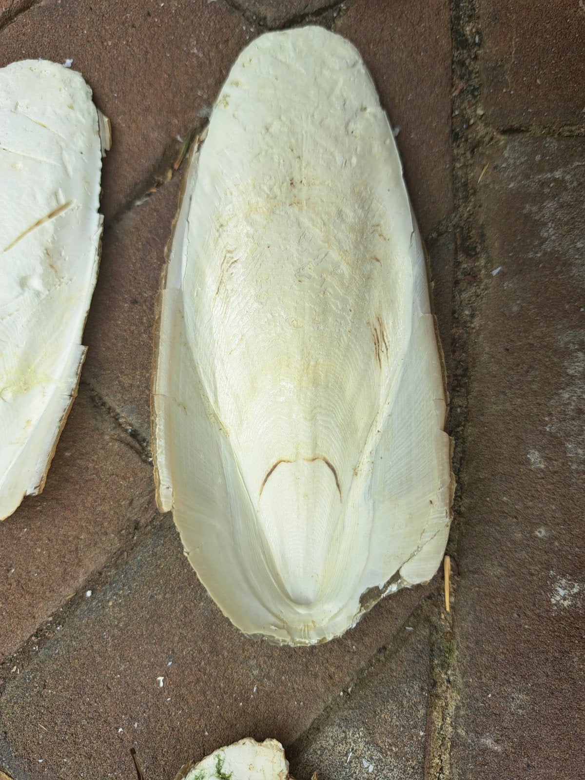 Sepia, Dieren en Toebehoren, Vogels | Toebehoren, Ophalen of Verzenden, Eten en Drinken