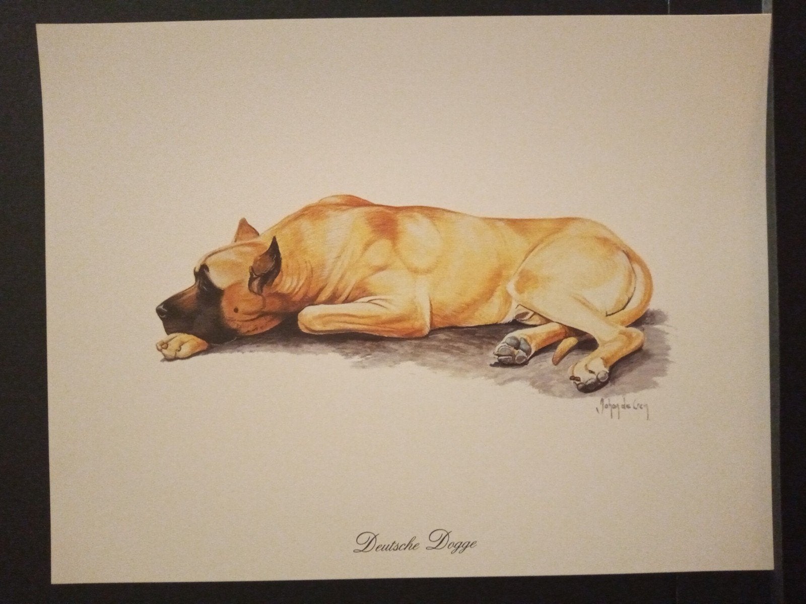 Deutsche Dogge - kunstprent - Johan de Crem tekenaar, Verzenden, 1980 tot heden, Zo goed als nieuw, Dier