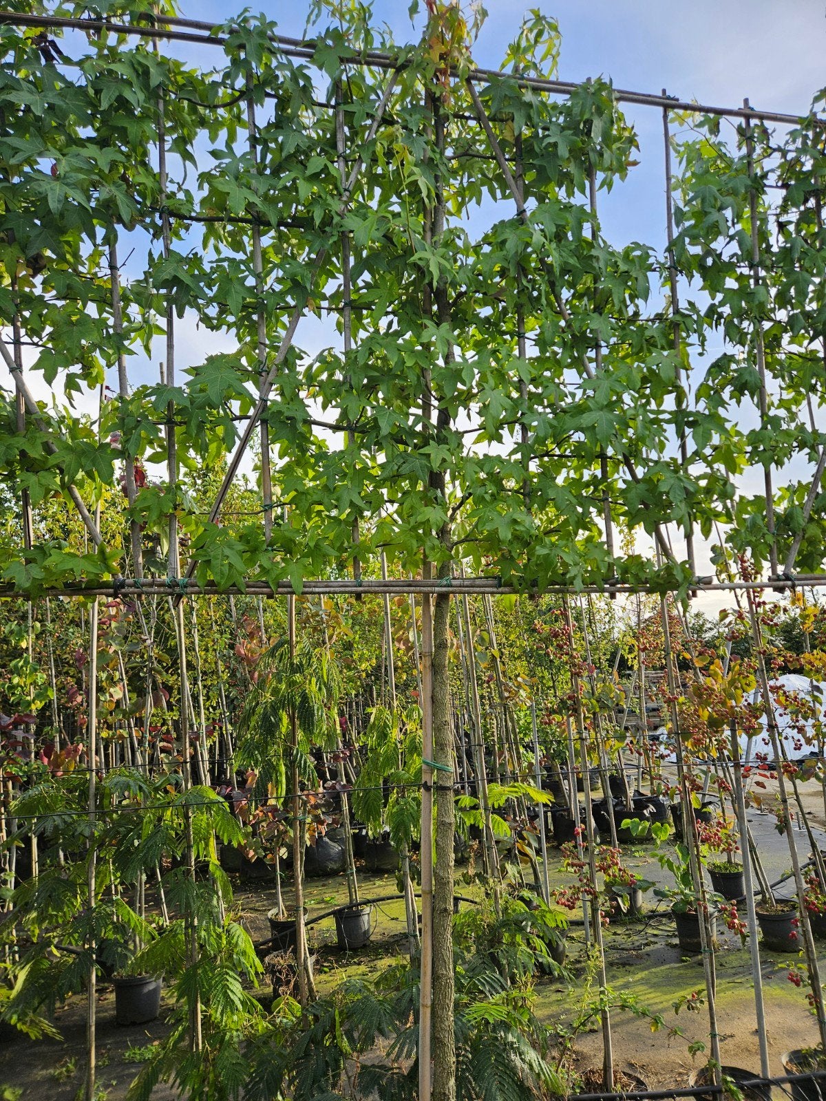 lei liquidambar te koop!(amberboom), Herfst, Leiboom, Halfschaduw, 250 tot 400 cm