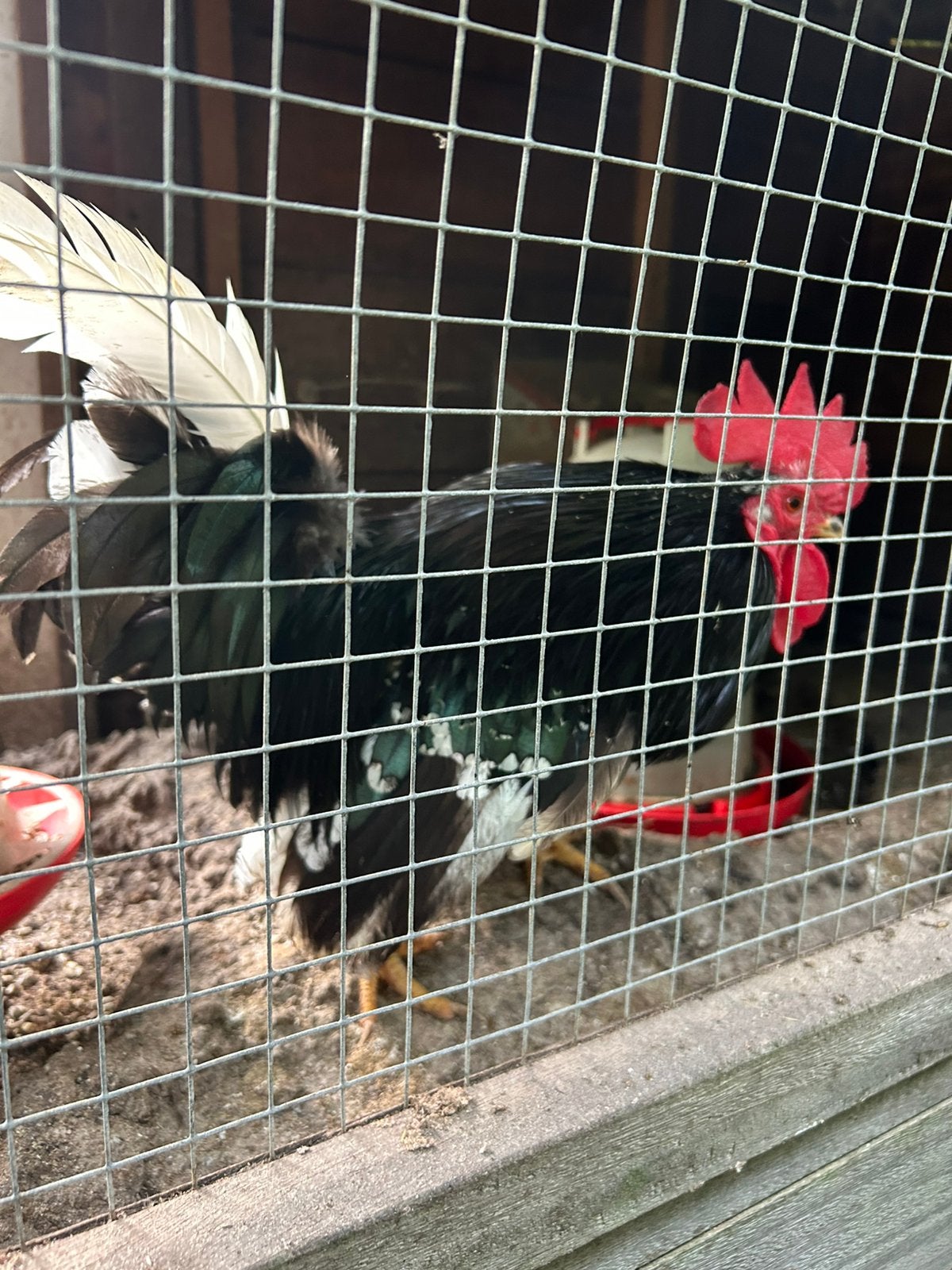 Chabo kipjes, Dieren en Toebehoren, Pluimvee, Meerdere dieren, Kip