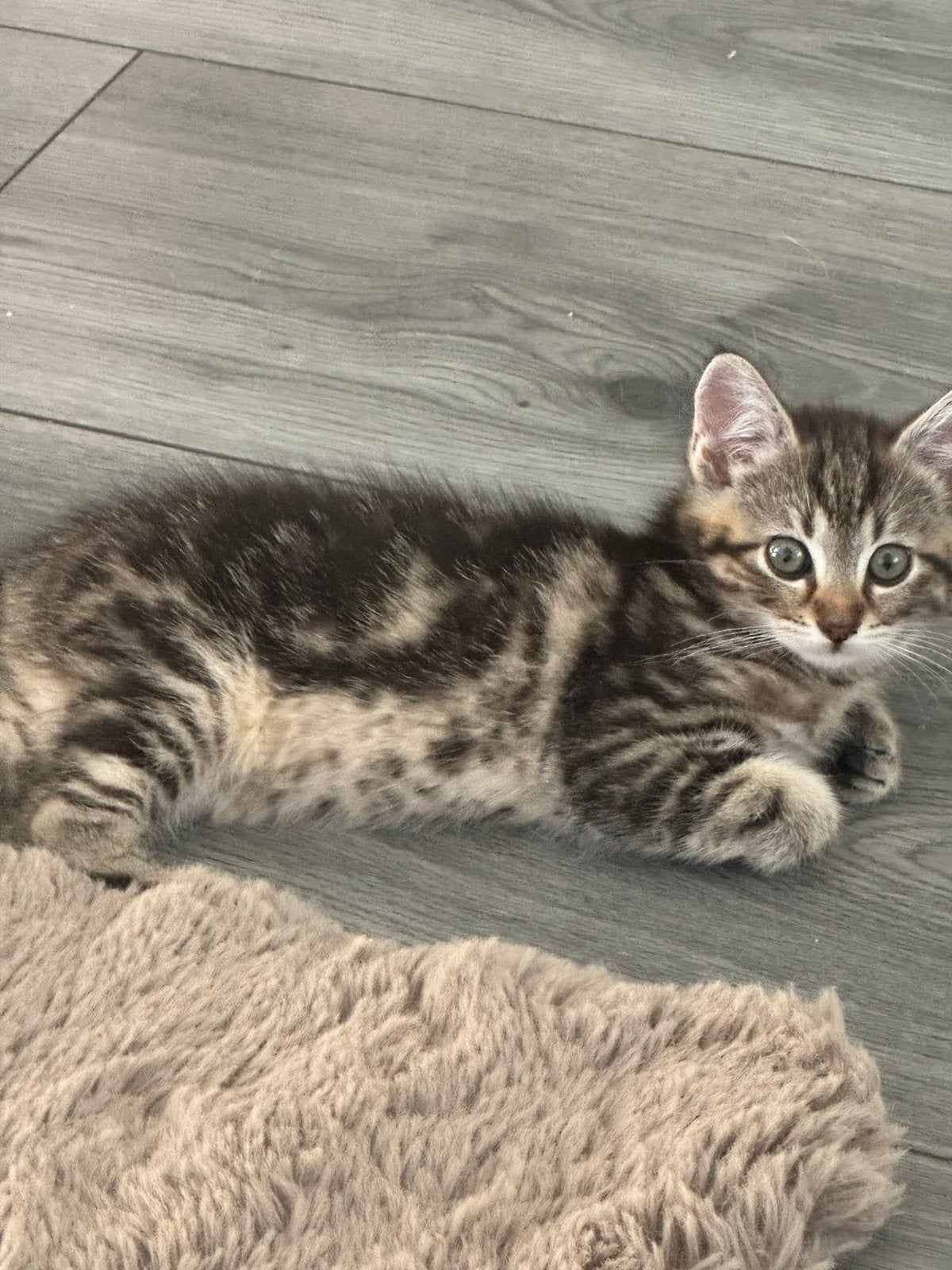Kittens, Meerdere dieren