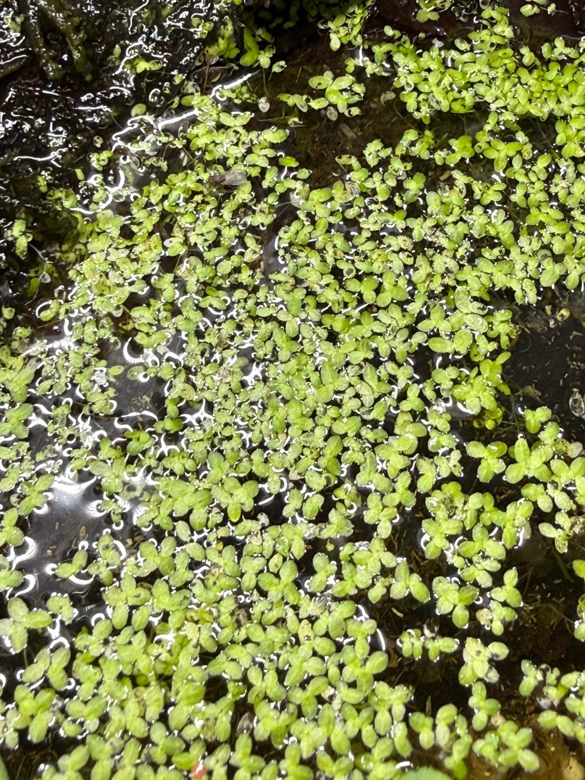 Aquarium Paludarium kroos, Dieren en Toebehoren, Vissen | Aquaria en Toebehoren, Ophalen of Verzenden, Leeg aquarium