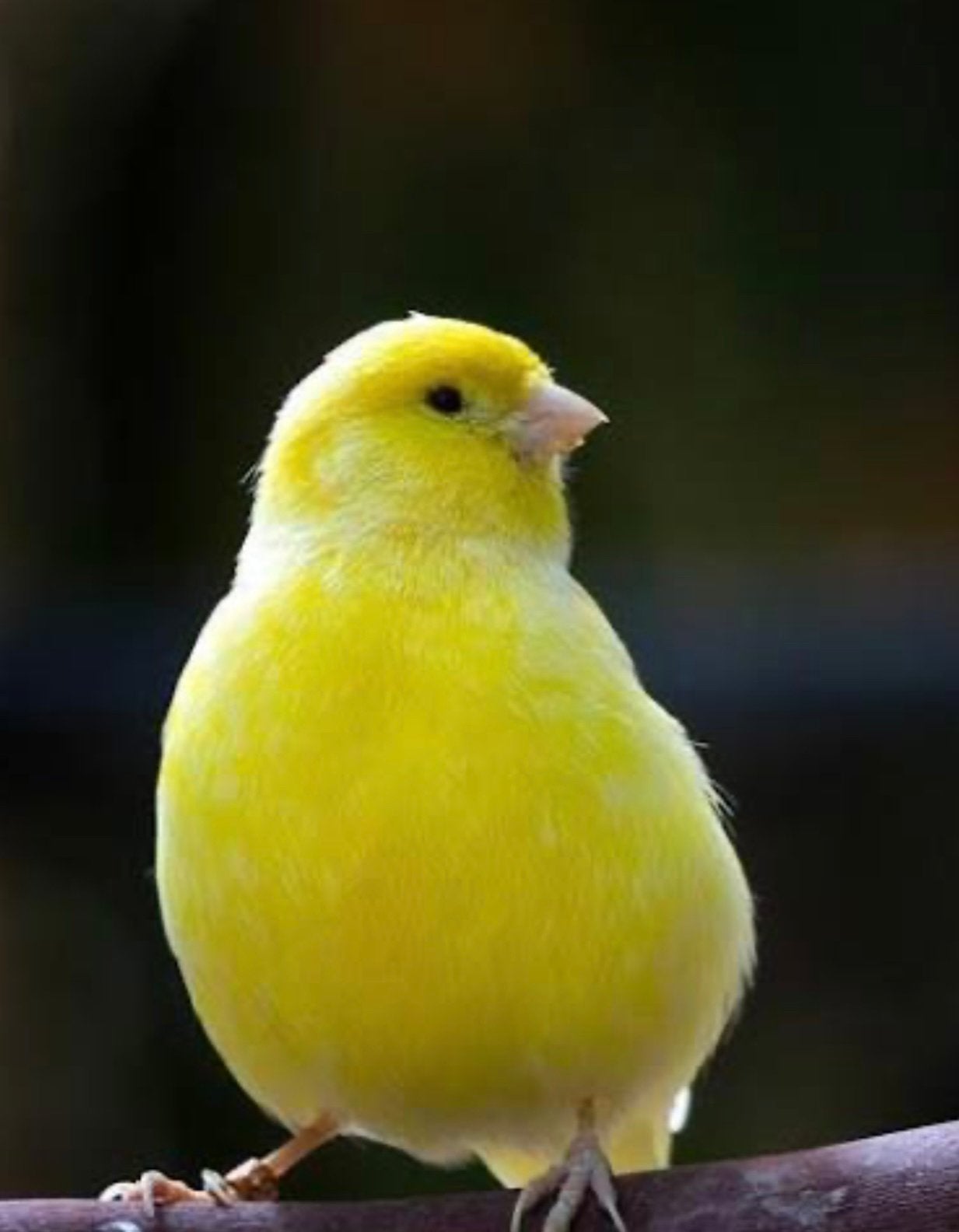 GEEL KANARİE GEZOCHT !, Dieren en Toebehoren, Vogels | Kanaries, Meerdere dieren, Kleurkanarie