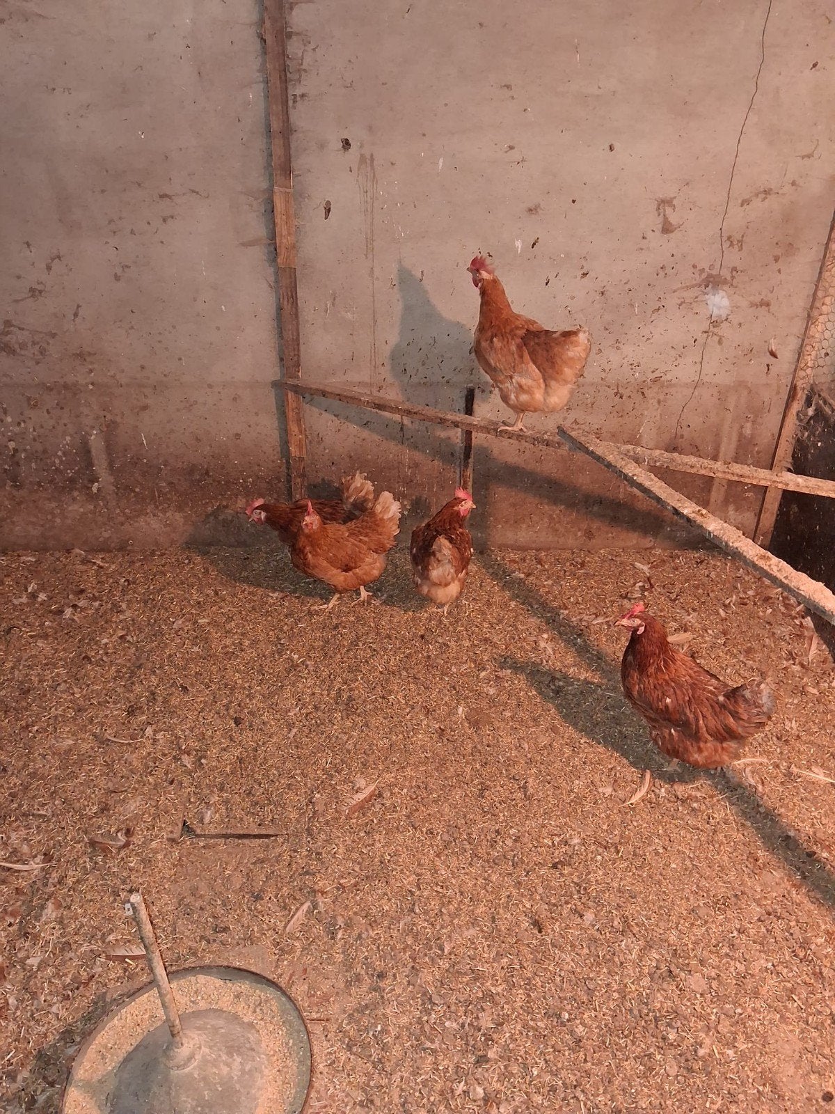 5 kippen, Vrouwelijk, Kip