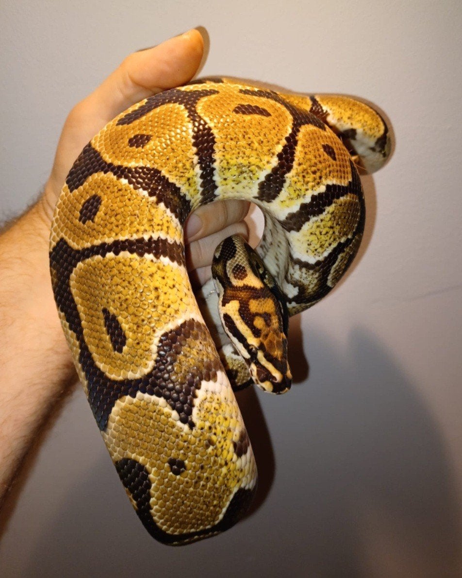 Python regius (Spotnose DH dessert ghost cryptic/clown) 1.0 Ball Python - male for sale from ilonka
