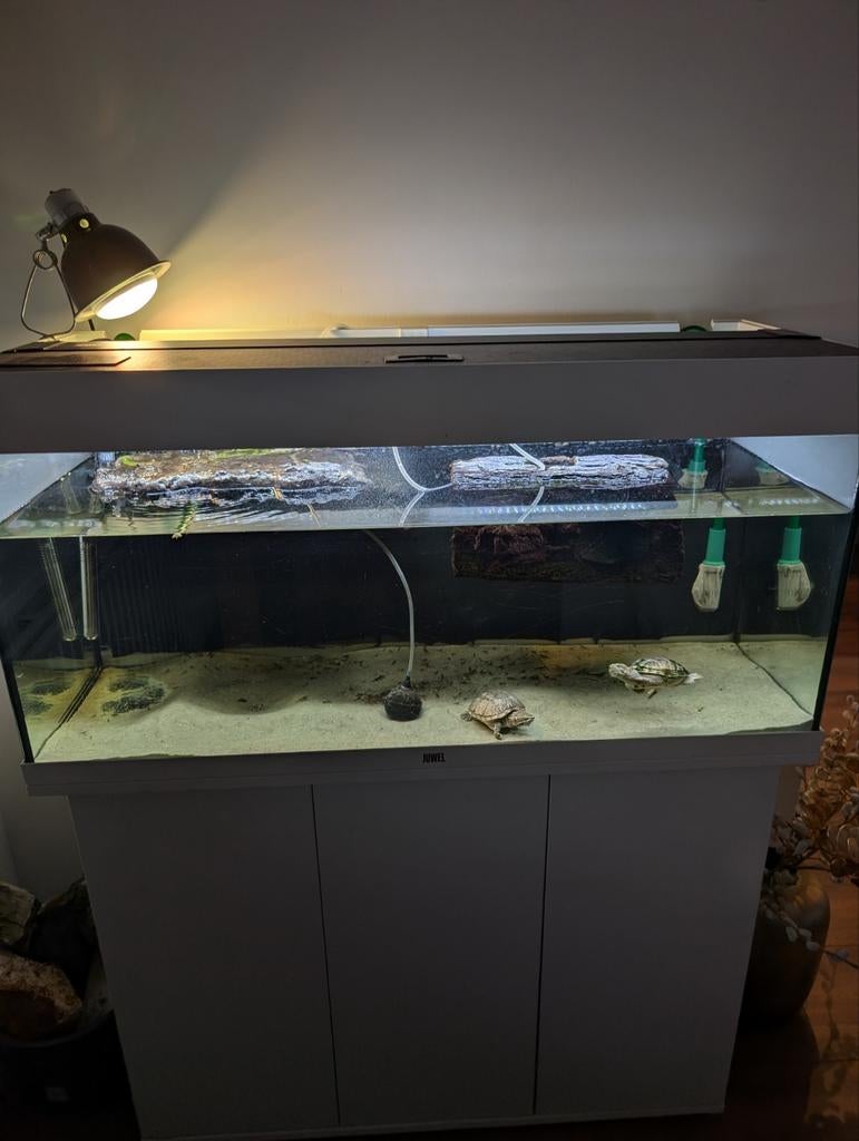 Muskusschildpadden Nala en Shady + aqarium, Ophalen, Gebruikt, Gevuld zoetwateraquarium, Verwarming