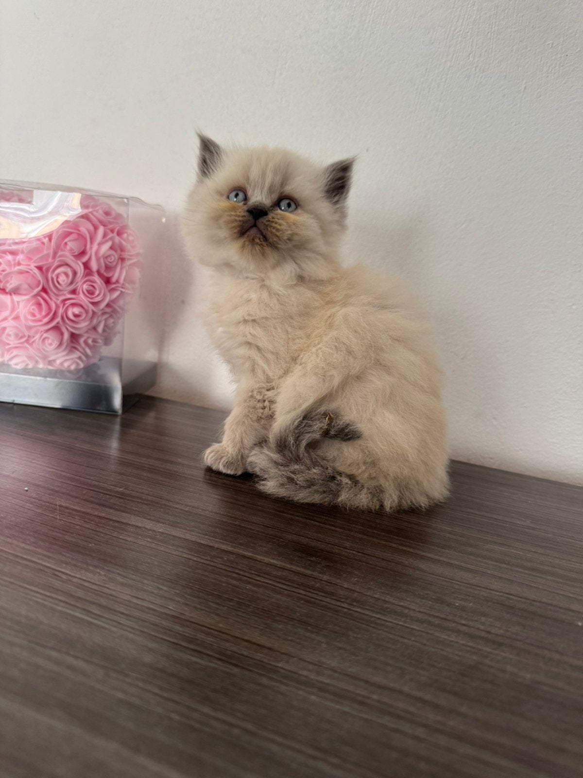 Britse korthaar kitten kruising, Dieren en Toebehoren