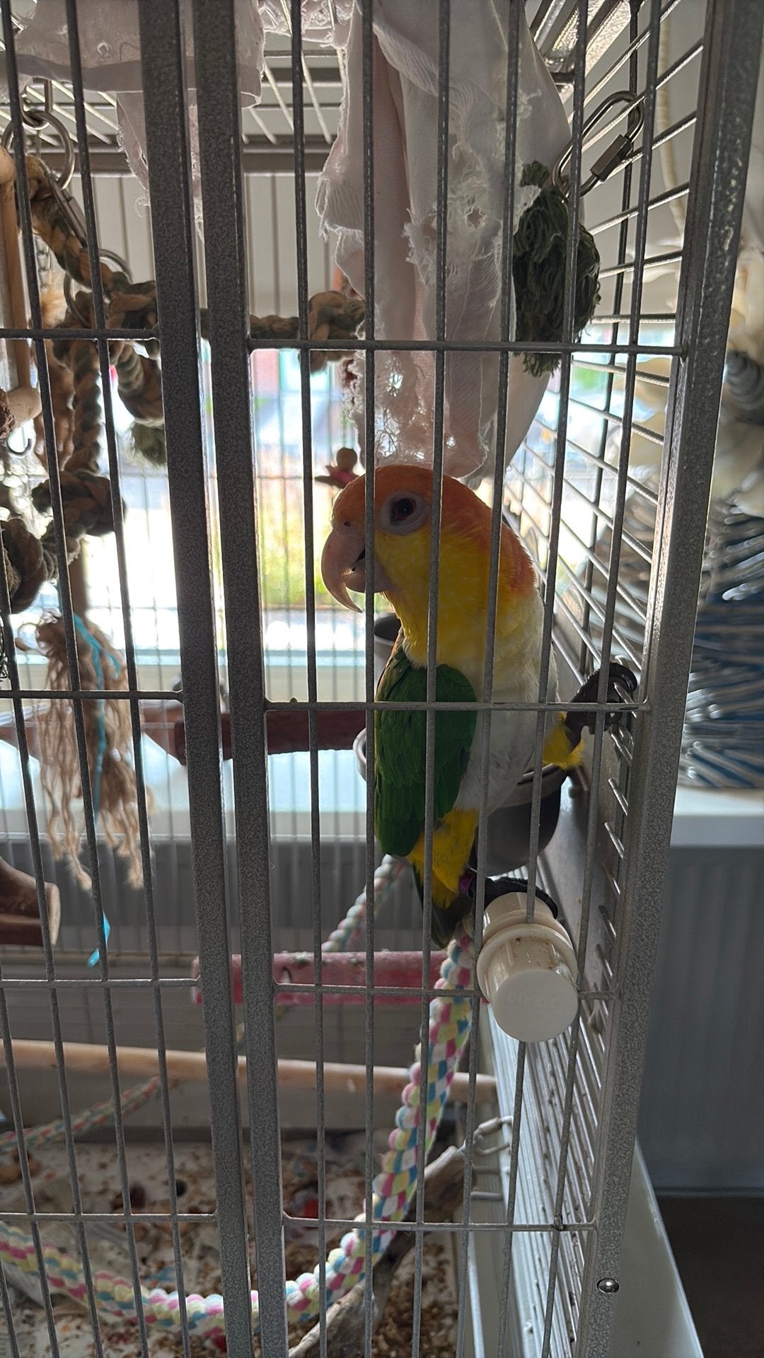 roestkop caique, Geslacht onbekend, Papegaai
