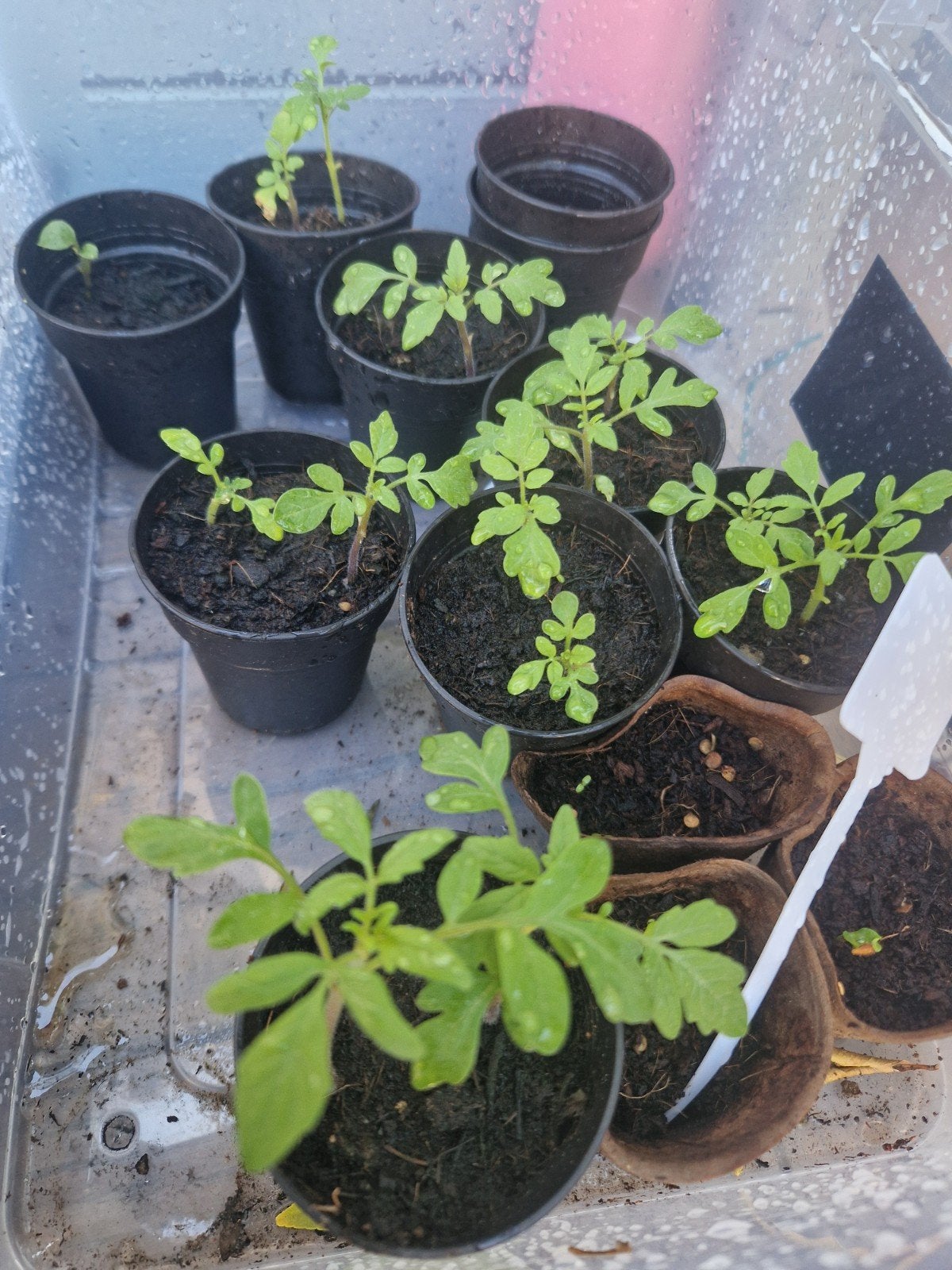 Cherry tomaat plantjes, Ophalen of Verzenden, Eenjarig, Groenteplanten, Volle zon