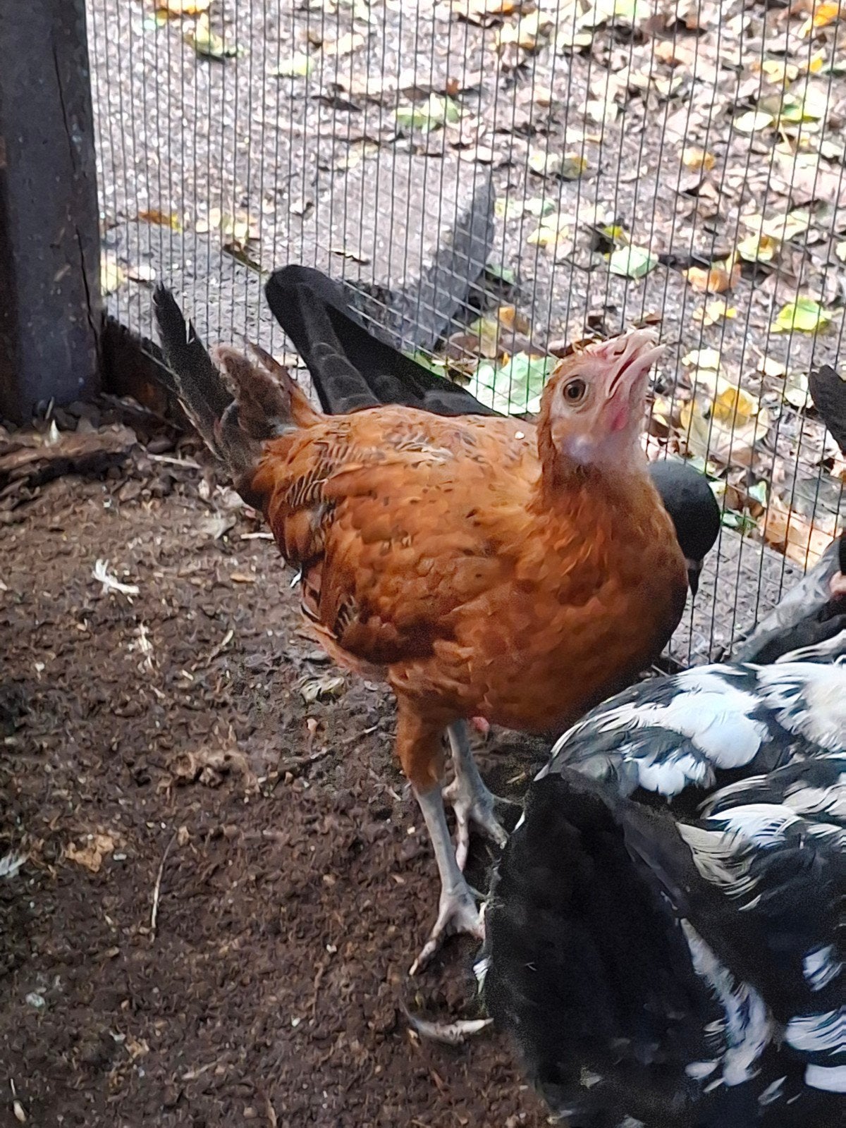 assendelfter goudpel, Dieren en Toebehoren, Mannelijk, Kip