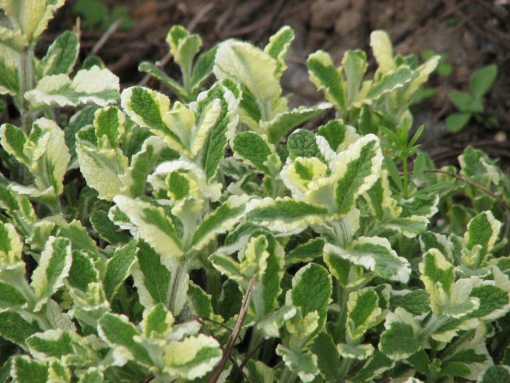 Mentha suaveolens ‘Variegata’ – Ananasmunt, Bio, Ophalen, Volle zon, Vaste plant, Kruiden