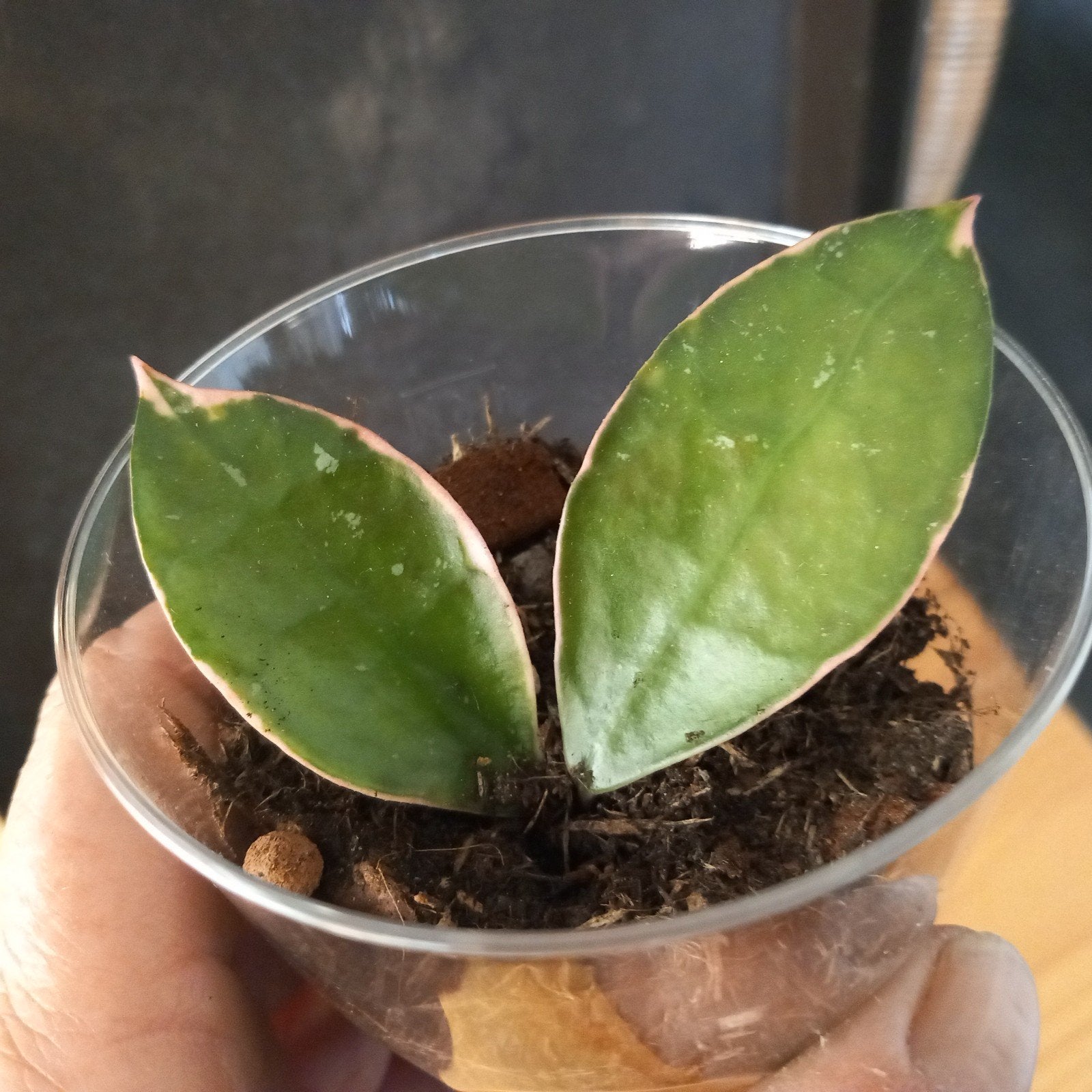 hoya lacunosa asami stek nr 53, Ophalen of Verzenden, Halfschaduw, Minder dan 100 cm