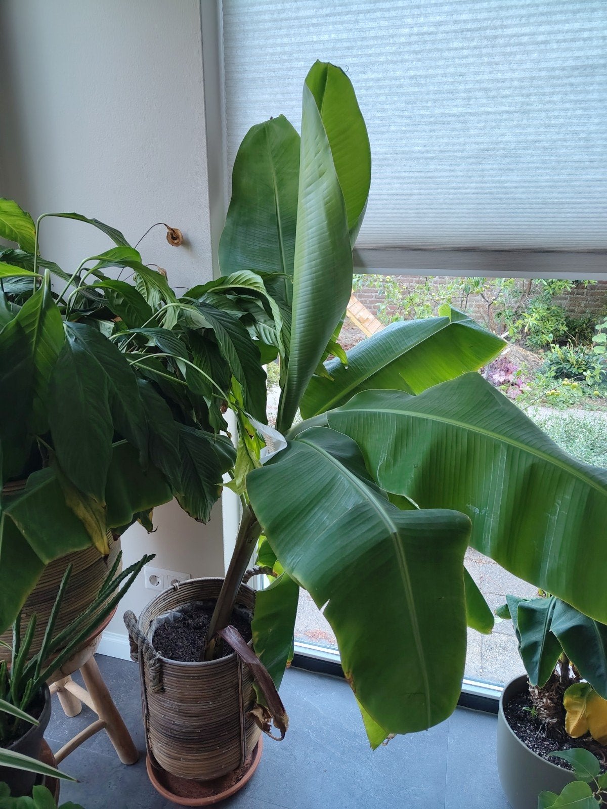 Bananenplant - Musa velutina, Ophalen, Fruitplant, 150 tot 200 cm, Volle zon