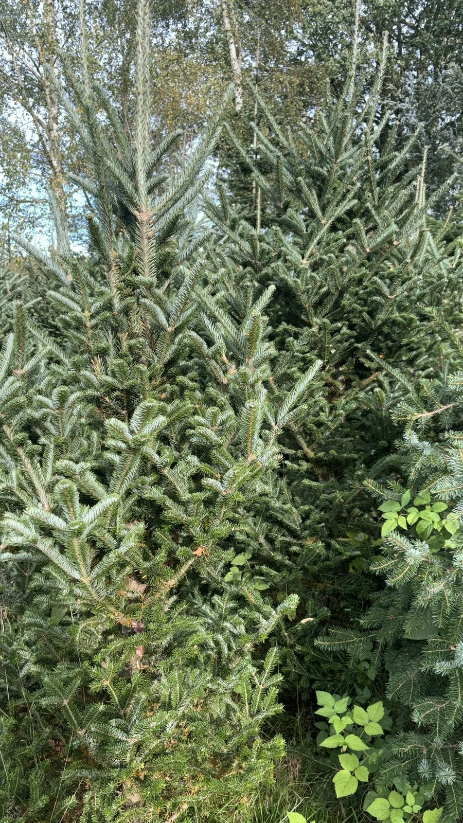Mooie volle kerstbomen, Tuin en Terras, Bloeit niet, Overige soorten, 100 tot 250 cm, Ophalen