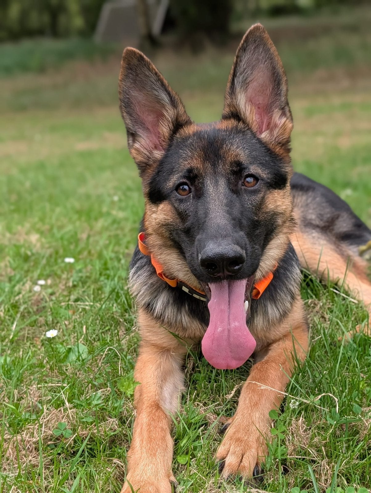 Mooie en super lieve duitse herder teef., Dieren en Toebehoren, Honden | Herdershonden en Veedrijvers, 15 weken tot 1 jaar, Teef
