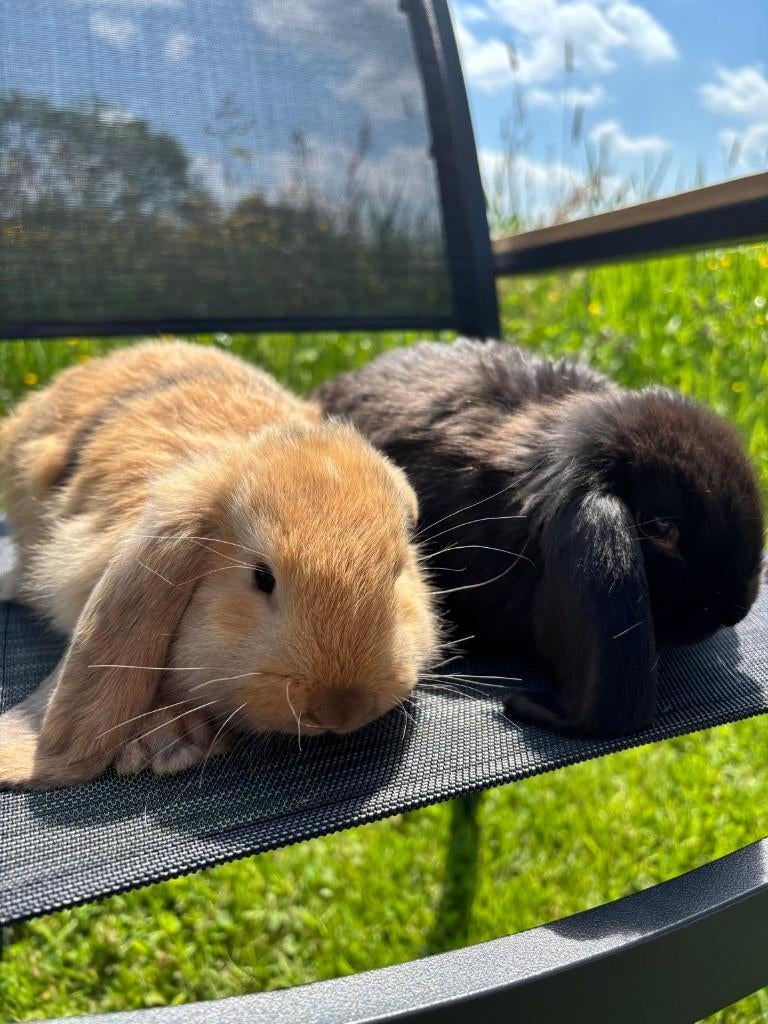 Franse Hangoor konijntjes, Dieren en Toebehoren, Konijnen, Meerdere dieren, Groot, Hangoor, 0 tot 2 jaar