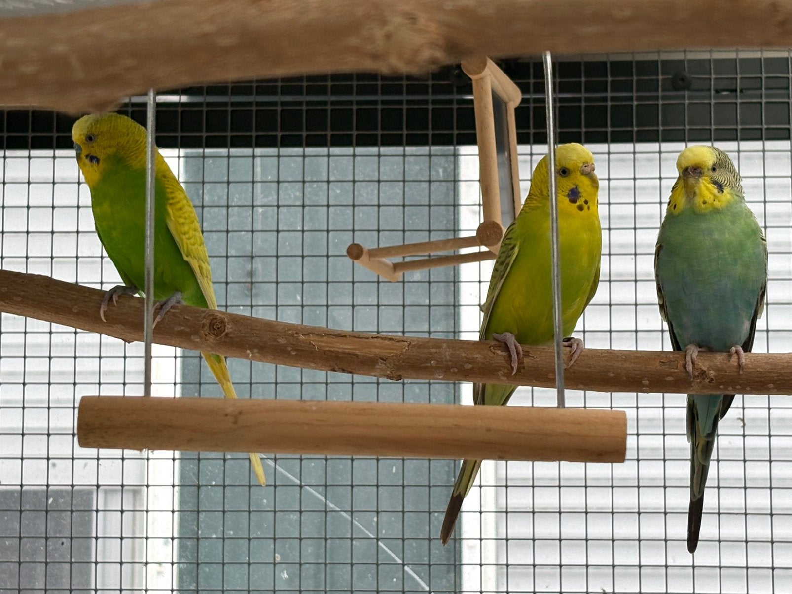 Drie parkieten, wegens teveel, Dieren en Toebehoren, Vogels | Parkieten en Papegaaien, Meerdere dieren, Parkiet