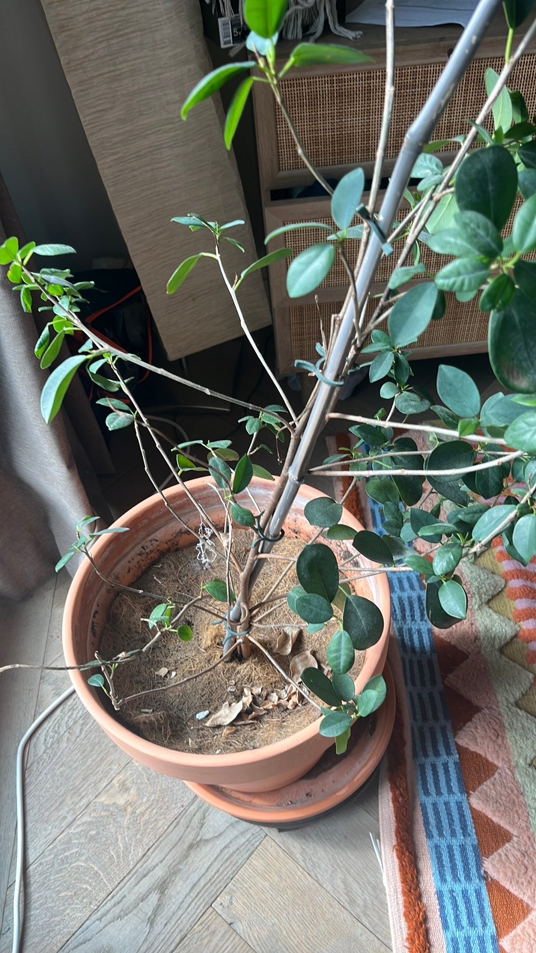 Bloempot plus ficus plant, Huis en Inrichting, Kamerplanten, Ophalen, Ficus, Halfschaduw, Minder dan 100 cm