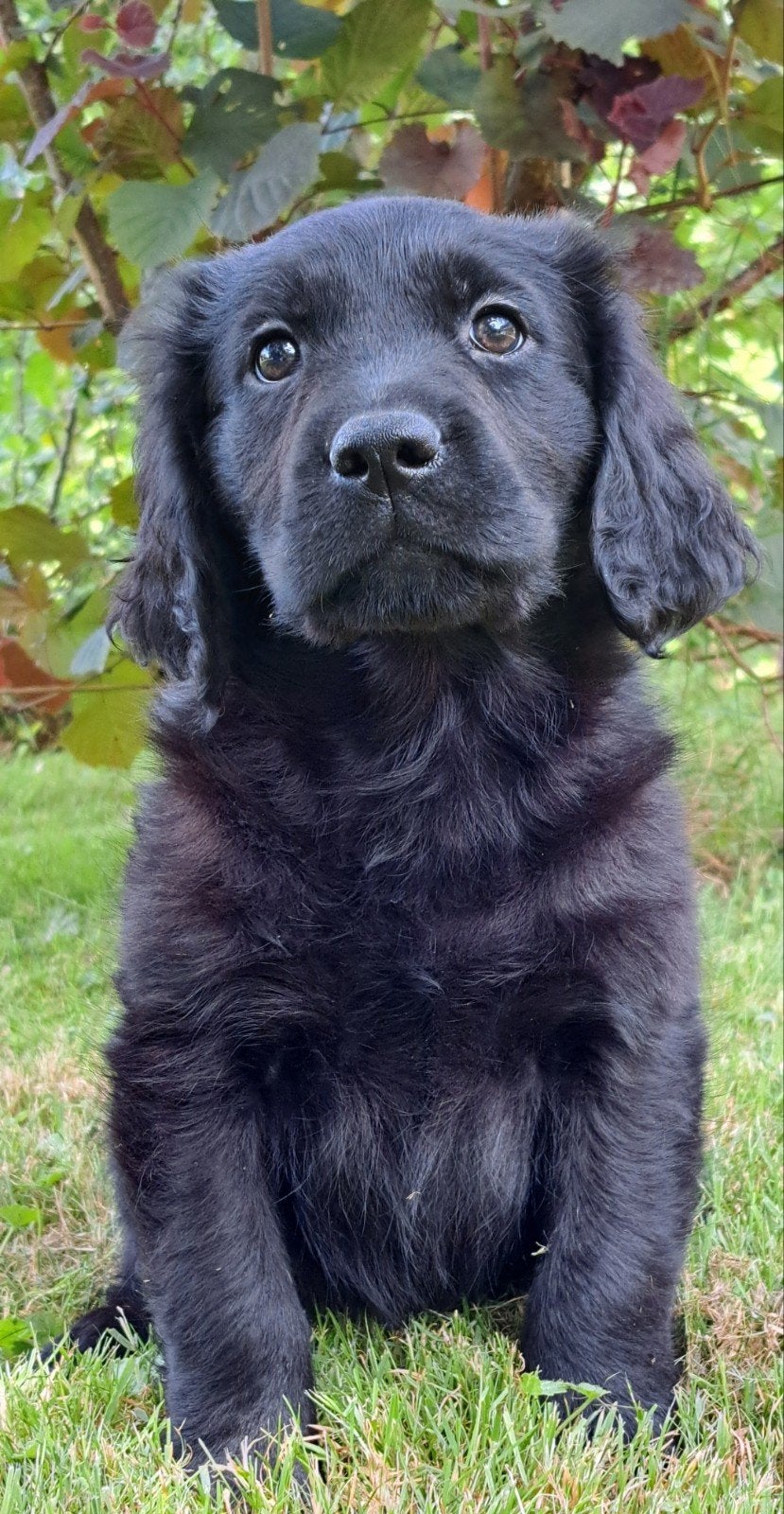 Lieve Golden Retriever kruising Labrador puppy's, Golden retriever, Nederland, Parvo, 8 tot 15 weken