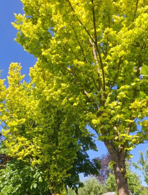 Goudiep (Ulmus 'Wredei') - Prachtige Gele Bladeren | OP = OP, Bloeit niet, Overige soorten, 400 cm of meer, Ophalen