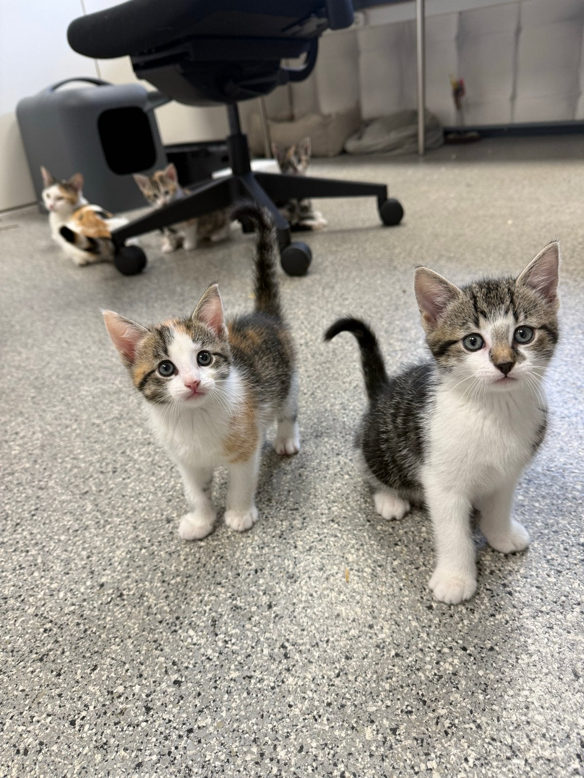 5 kittens te koop, Dieren en Toebehoren, Katten en Kittens | Overige Katten, Poes, Kortharig