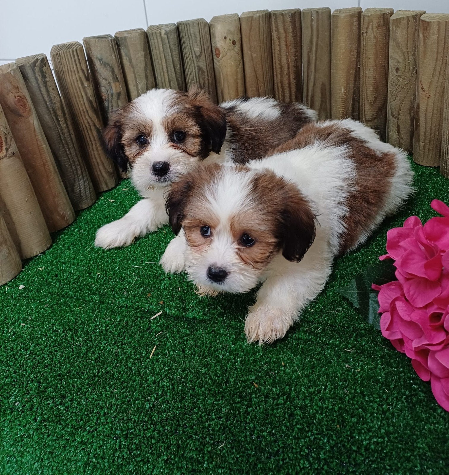 Boomer maltezer teckel (malteck) en maltezer shih tzu pups, Nederland, Overige rassen, CDV (hondenziekte), 8 tot 15 weken