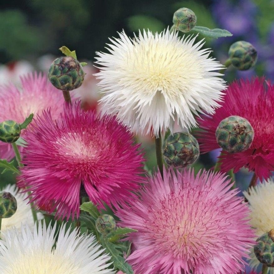 Zaden keizerskorenbloem mix (Centaurea moschata Imperialis), Ophalen of Verzenden, Voorjaar, Volle zon, Zaad