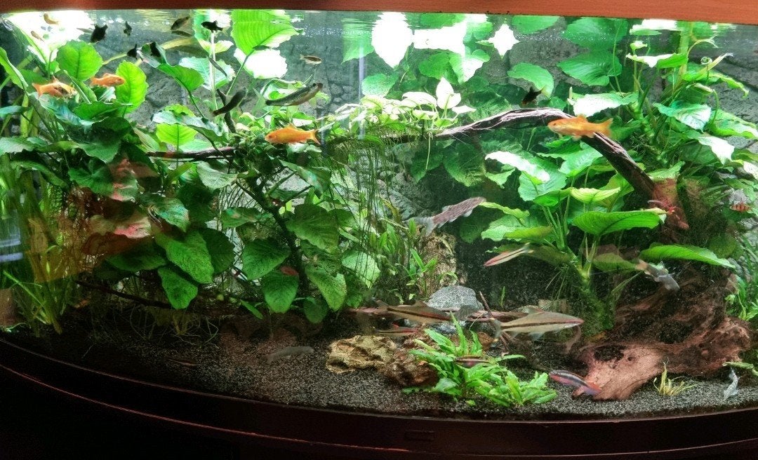 Intressepeiling aquarium 450l (compleet), Dieren en Toebehoren, Vissen | Aquaria en Toebehoren, Ophalen, Gevuld zoetwateraquarium