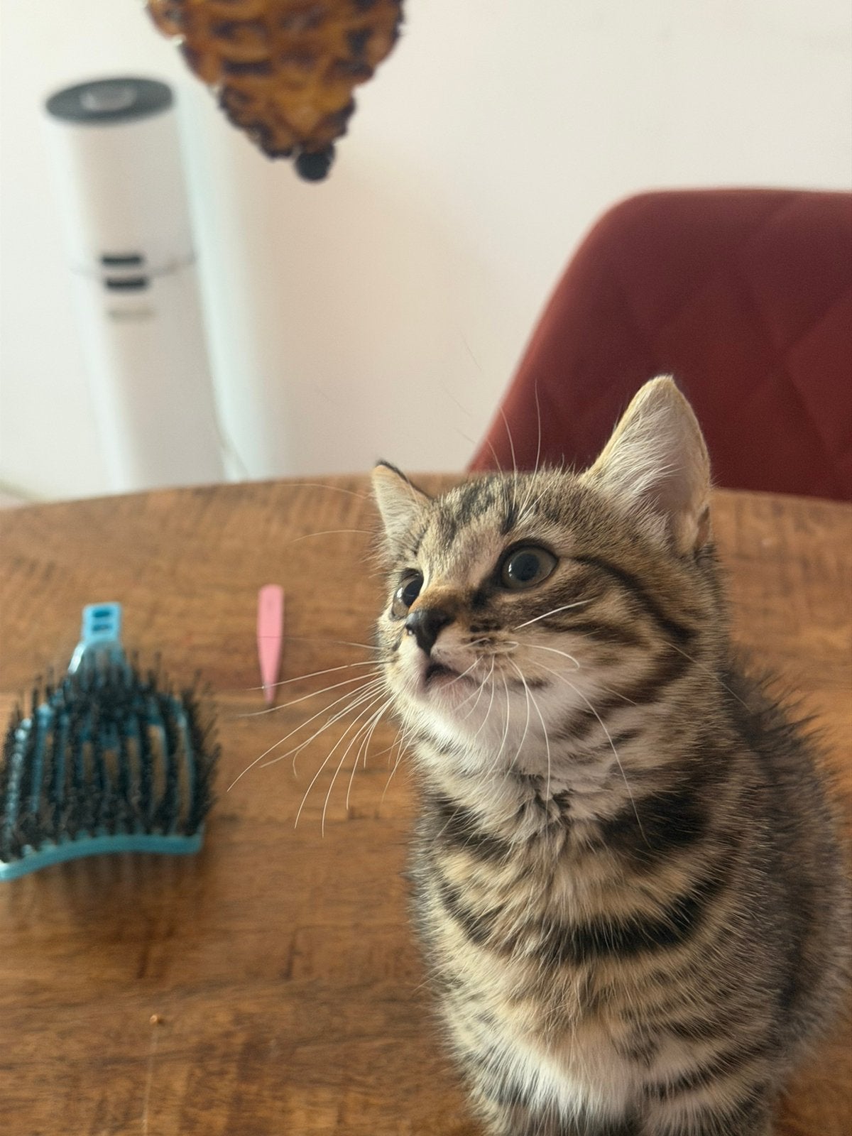 Schattige kitten, Dieren en Toebehoren, Katten en Kittens | Raskatten | Korthaar, Poes, Ontwormd, 0 tot 2 jaar
