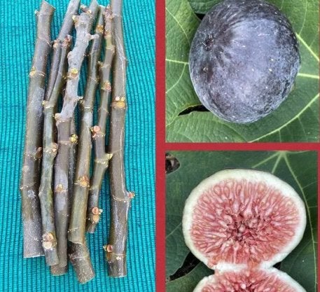 Marokkaanse vijgen stekjes, Tuin en Terras, Ophalen of Verzenden, Minder dan 100 cm, Overige soorten, Zomer