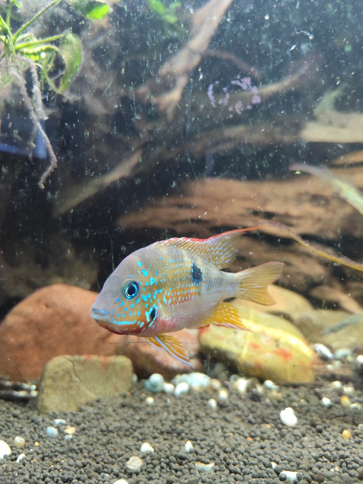 7x Thorichthys ellioti, Dieren en Toebehoren, Vis, Zoetwatervis