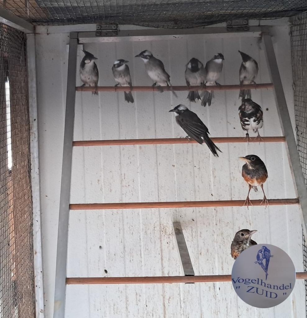 1-0 chinese buulbuuls, Dieren en Toebehoren, Meerdere dieren, Tropenvogel, Geringd