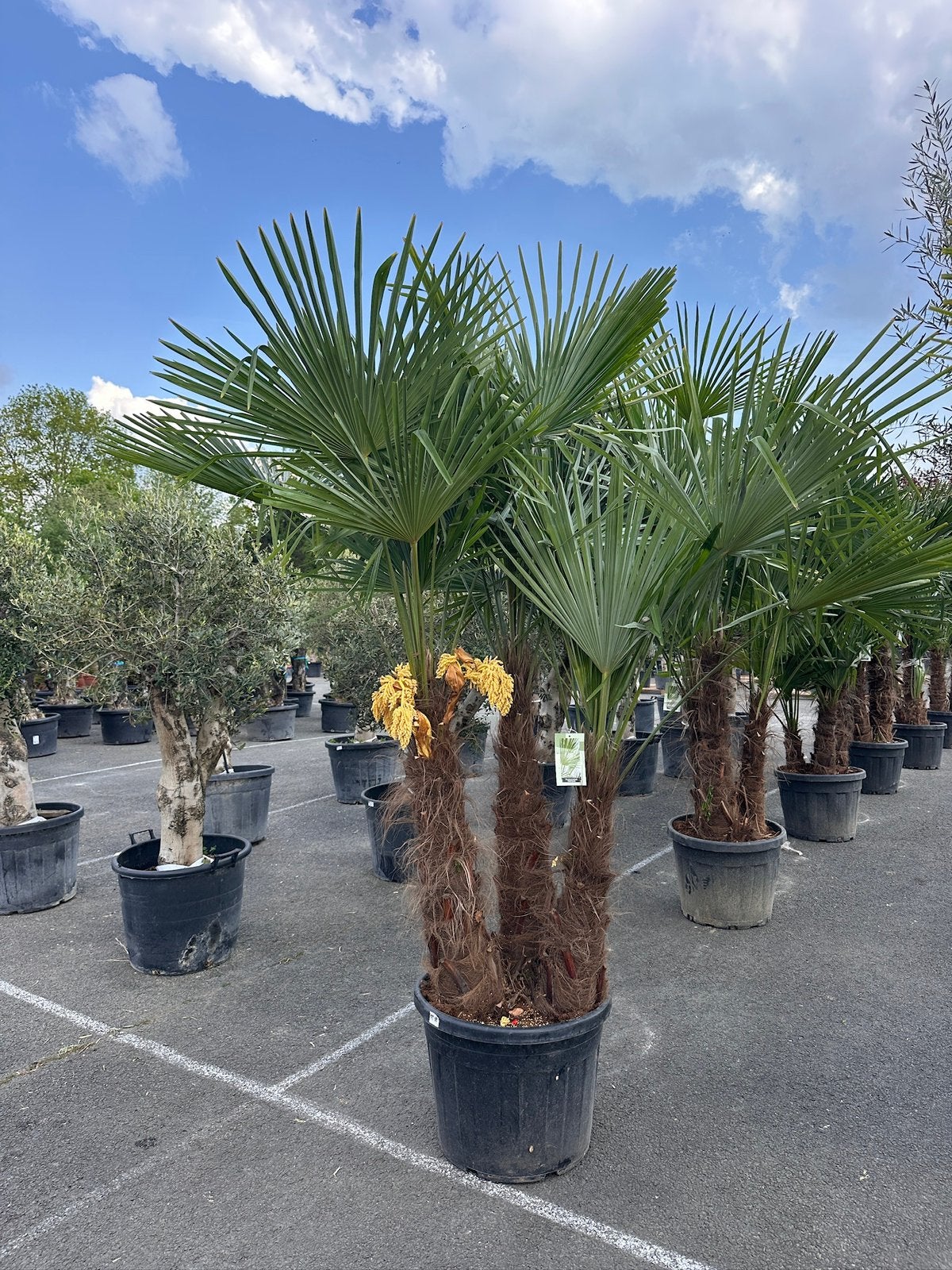 Palmbomen, Olijfbomen, Yucca groot assortiment, 100 tot 250 cm, Zomer, Palmboom, Ophalen